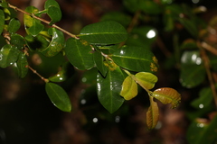 Syzygium australe