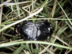 Nicrophorus concolor