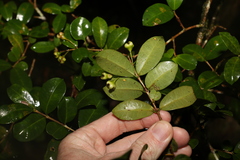 Syzygium australe