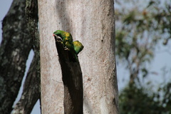 Trichoglossus chlorolepidotus