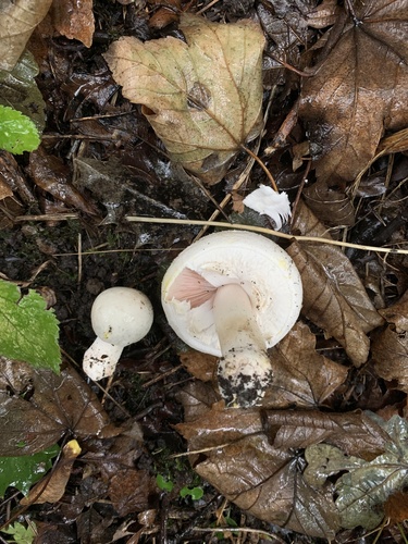 Agaricus xanthodermus — (c) Jan Sheppard, some rights reserved (CC BY)