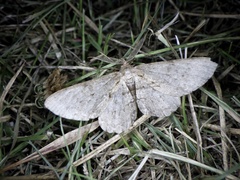 Hypomecis punctinalis conferenda