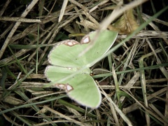 Comibaena procumbaria