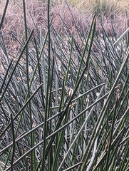 Eleocharis sphacelata