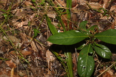 Rhodomyrtus psidioides