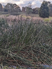 Eleocharis sphacelata