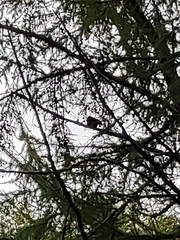Turdus merula