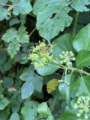 Vespula germanica