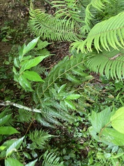 Woodwardia prolifera