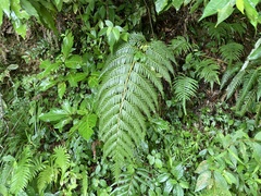 Woodwardia prolifera
