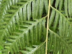 Woodwardia prolifera