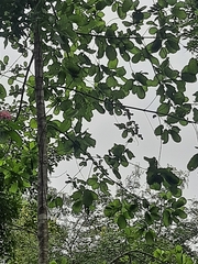 Mitragyna parvifolia