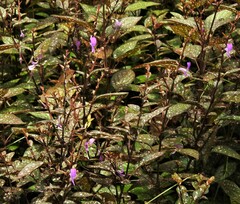 Hypoestes phyllostachya
