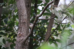 Malurus lamberti