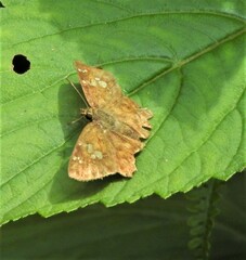 Pseudocoladenia dan