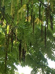 Pterocarya