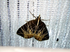 Evecliptopera illitata illitata