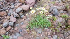 Erigeron galeottii