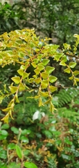 Nothofagus cunninghamii