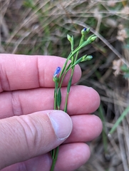 Linum marginale