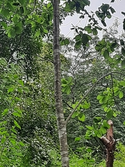 Mitragyna parvifolia