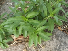 Saponaria officinalis