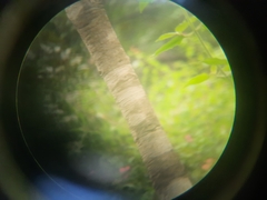 Mitragyna parvifolia