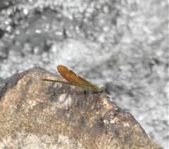 Neurobasis chinensis