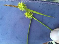 Carex lepidocarpa