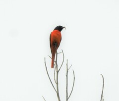 Pericrocotus flammeus