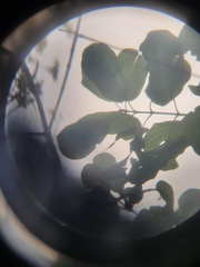 Mitragyna parvifolia