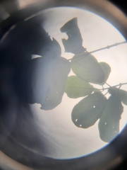 Mitragyna parvifolia