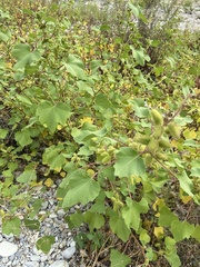 Xanthium orientale italicum