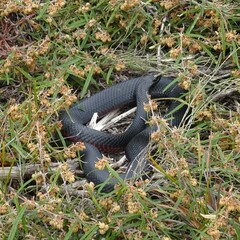 Pseudechis porphyriacus