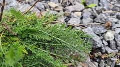 Achillea millefolium