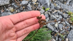 Achillea millefolium