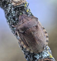 Eurygaster testudinaria