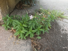 Saponaria officinalis