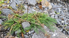 Achillea millefolium