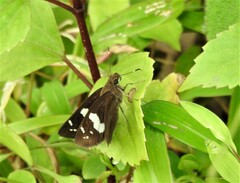 Notocrypta curvifascia