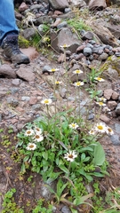 Erigeron galeottii