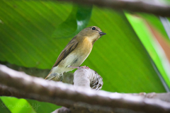 Cyornis glaucicomans