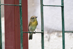 Cyornis glaucicomans