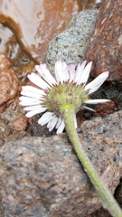 Erigeron galeottii