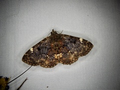 Diomea cremata