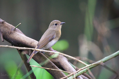 Cyornis glaucicomans