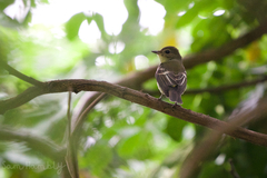 Ficedula zanthopygia