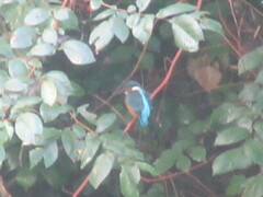 Alcedo atthis ispida