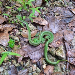 Tropidolaemus wagleri