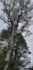 Eucalyptus nitida